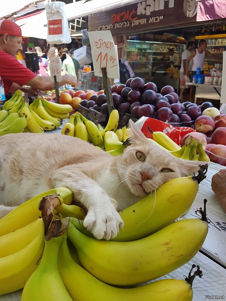 Котик в банане фото