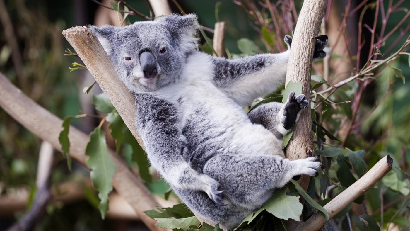 Reproduction In Koalas