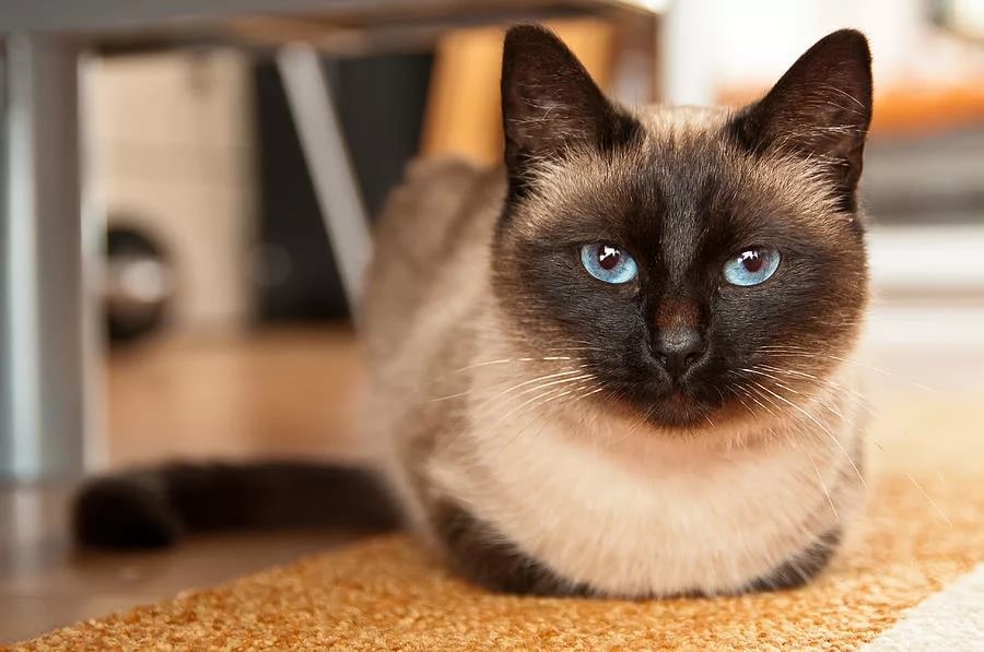 сиамская кошка умная