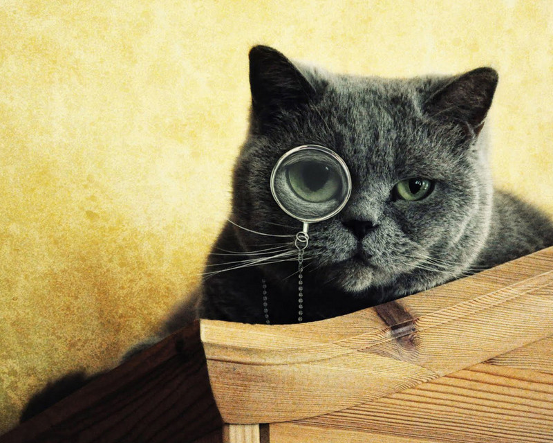 Какие породы кошек считаются самыми умными?