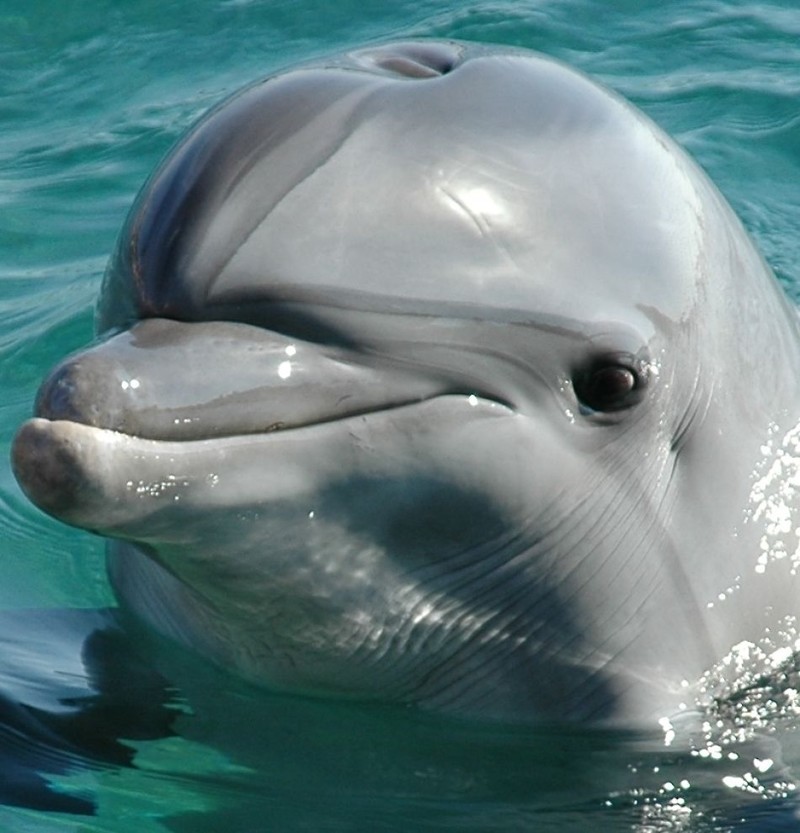 1. В Японии привычно употреблять в пищу дельфинов.