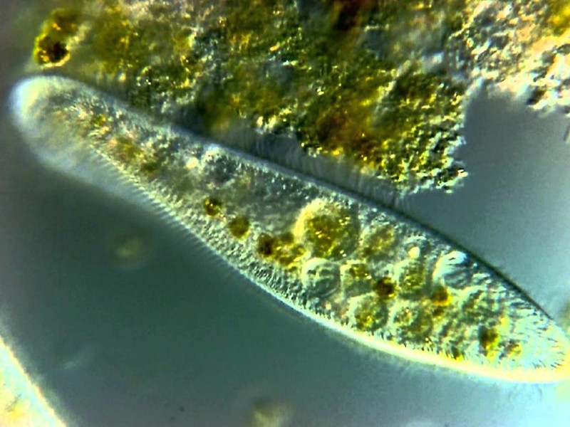 Инфузория туфелька фото под микроскопом