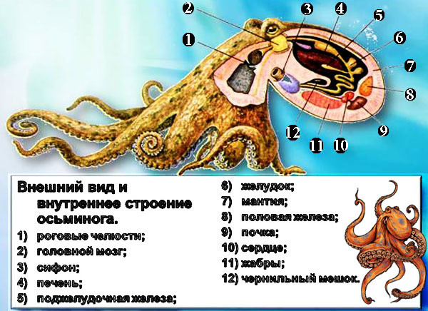 Сколько мозгов у осьминога ответ. Строение осьминога. Сколько сердец у осьминога. Строение осьминога три сердца. Сердце осьминога строение.