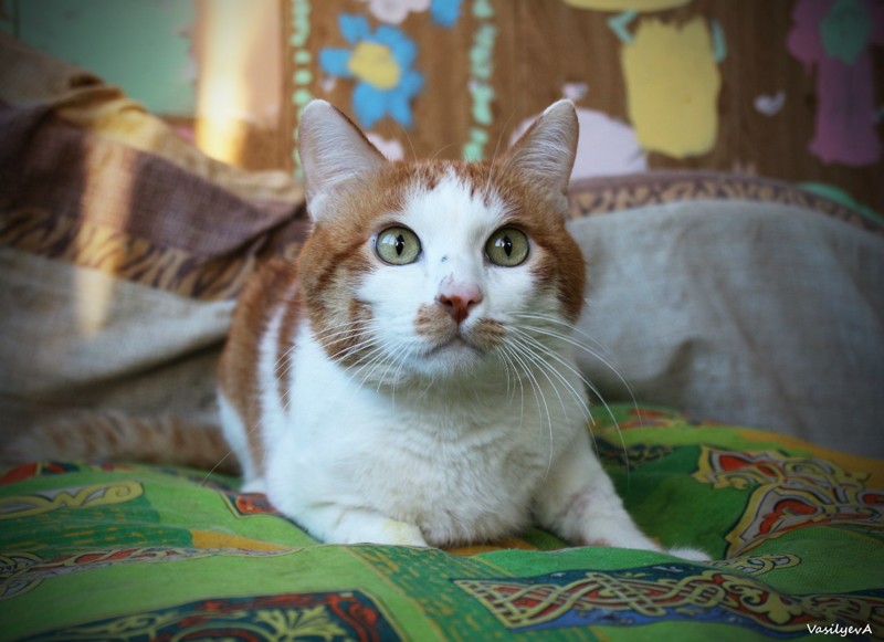 Вместе мы можем помочь: Тюменский приют для животных "Лучший Друг"
