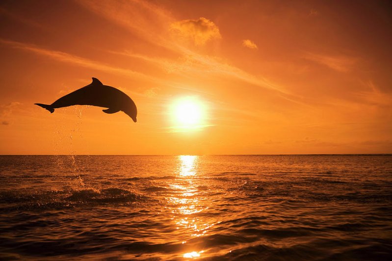 Дельфин ан фоне заката 