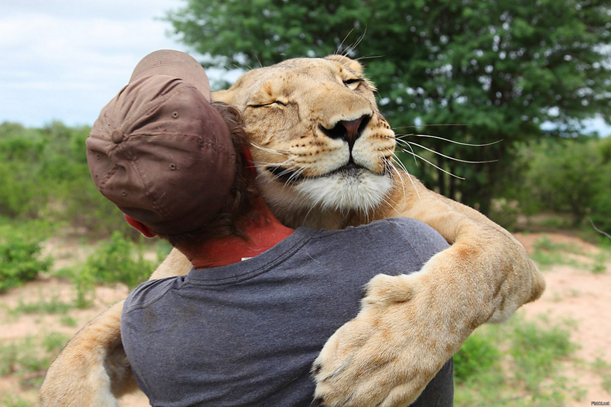 Уважаю хозяина. Объятия животных. Прикольные фото животных. Лев обнимает человека. Смешные картинки с животными.