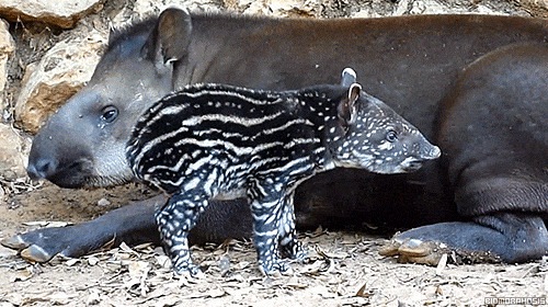 Тапиры любят плавать и используют свои гибкие носы как дыхательные трубки 