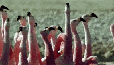 Фламинго мочатся на собственные ноги для охлаждения 