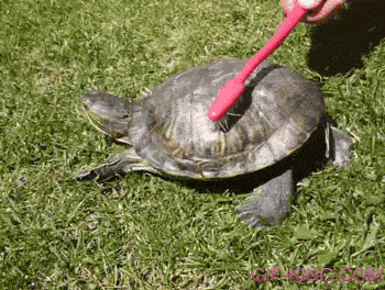 Черепахи способны не только прожить более 150 лет, они еще и чувствуют прикосновения к своему панцирю 