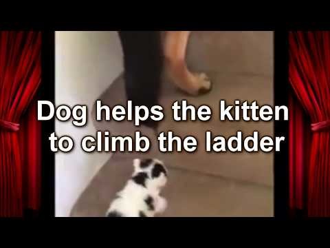 Собака помогает котенку подняться по лестнице! 