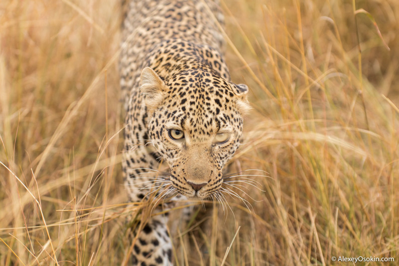 Африканские леопарды. Два года съёмок – два года дружбы