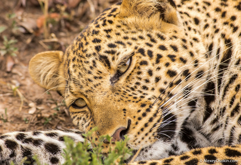 Африканские леопарды. Два года съёмок – два года дружбы