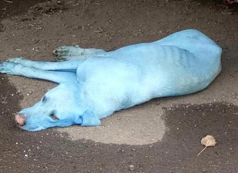 В Индии были найдены ярко-голубые собаки