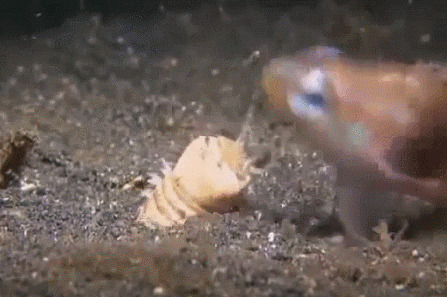 Охота гигантского кольчатого червя