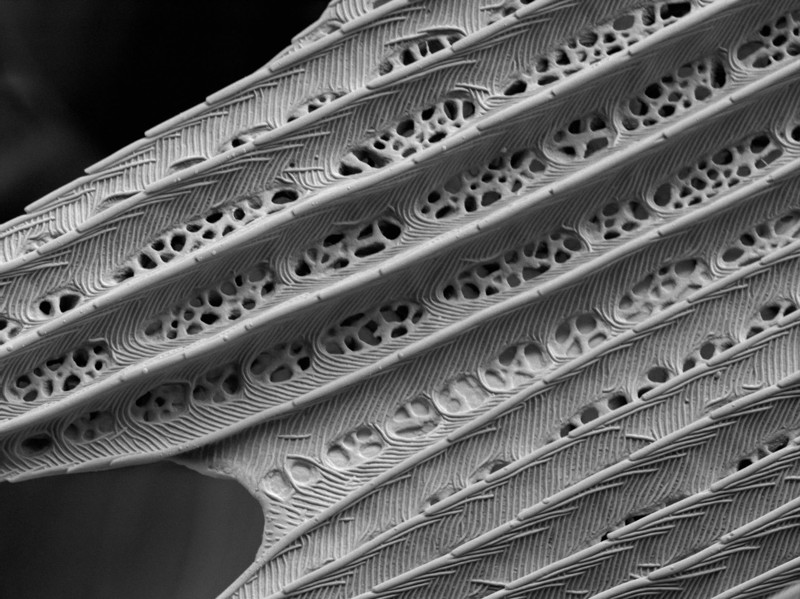 Крыло моли под микроскопом