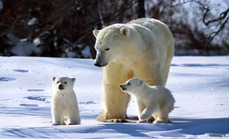 В Антарктиде нет полярных медведей
