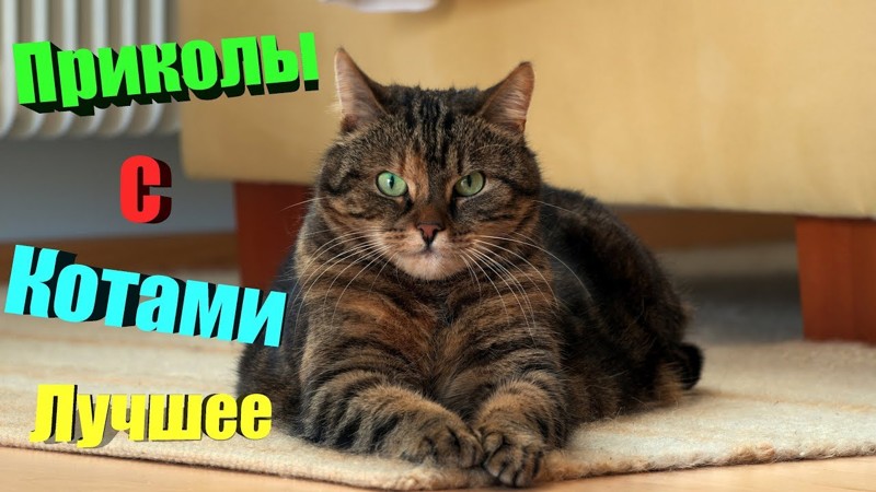 Смешное про котов что нибудь