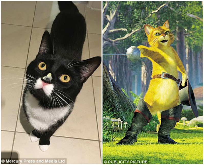 В интернете Багси называют "Котом в костюме", проводя сравнение с Котом в сапогах