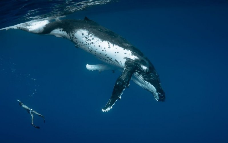 Встреча с китом 
