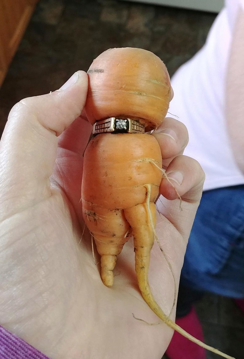 Удивительная история: канадка нашла пропавшее 13 лет назад кольцо в моркови