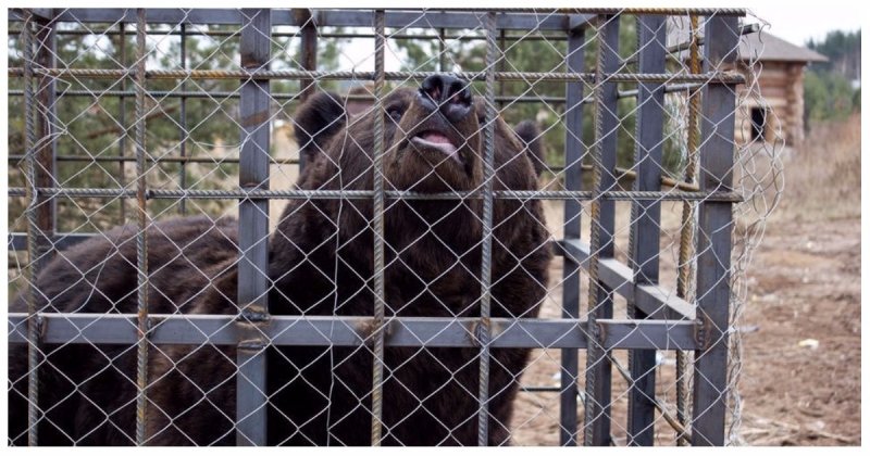 Пьяный житель Иркутска лишился руки, решив покормить медведей сгущенкой 