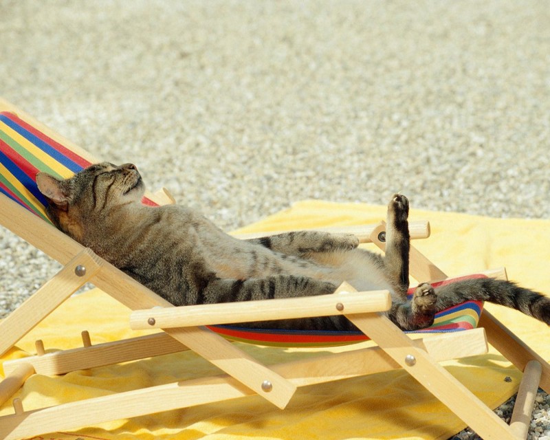 Больше половины россиян не поедут в отпуск из-за кошек