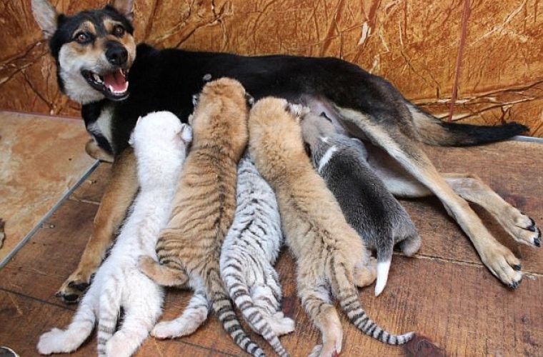 Собака стала матерью для четырех тигрят