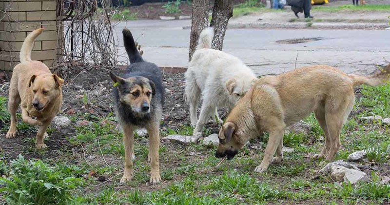 Эти собаки охраняли маленькое сокровище, брошенное умирать в лесу