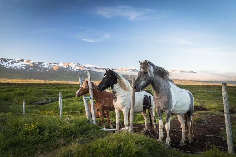 Исландские лошади 