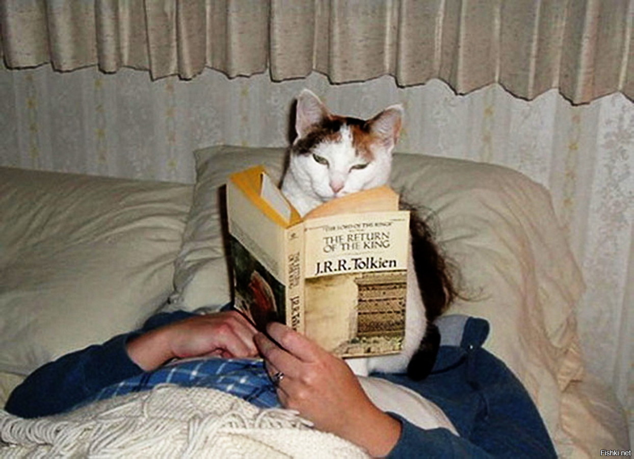 Смешной кот с книгой