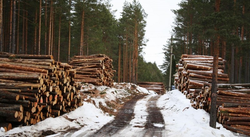 Каждый житель России имеет право на лес