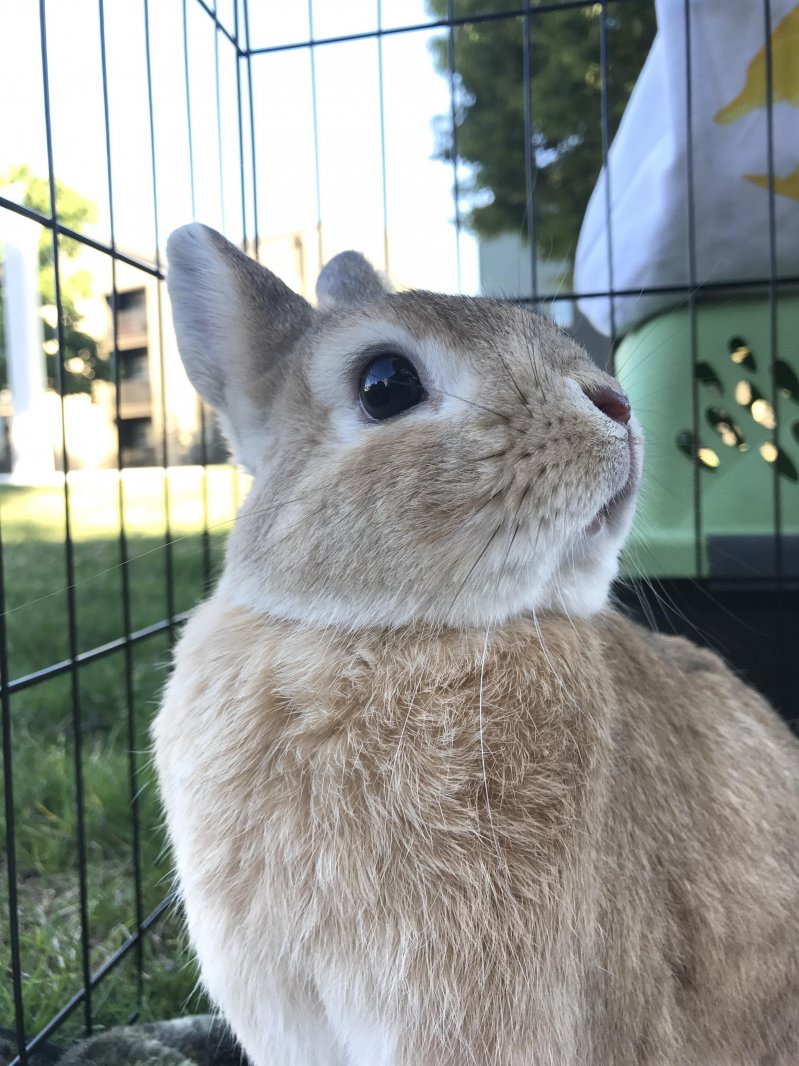 Очаровательный кролик 