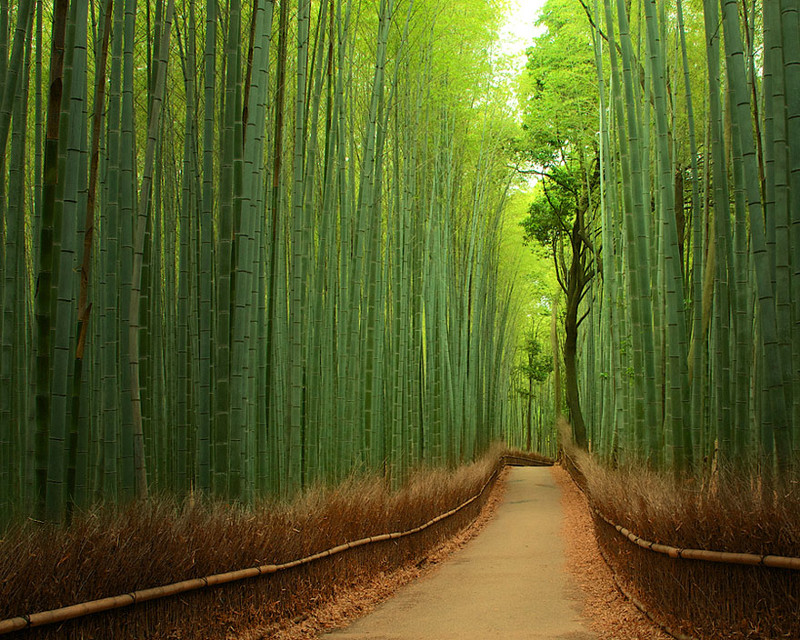 11. Бамбуковый лес, Япония