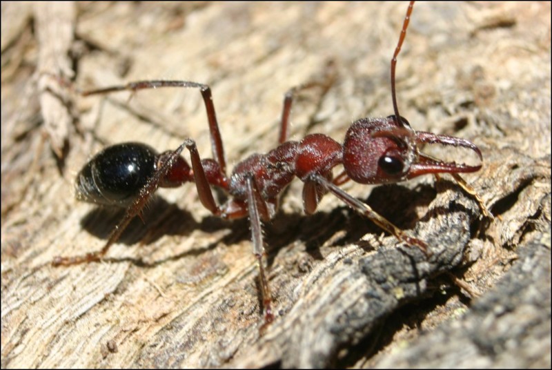 Черные муравьи-бульдоги