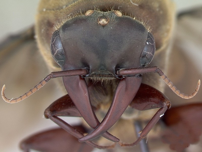 Солдаты муравьев сиафу выглядят устрашающе: они довольно крупные – до 1,5 сантиметра в длину, с огромными челюстями, которые превышают размер головы.