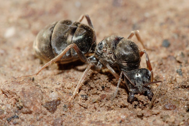 Кочевые муравьи или муравьи сиафу