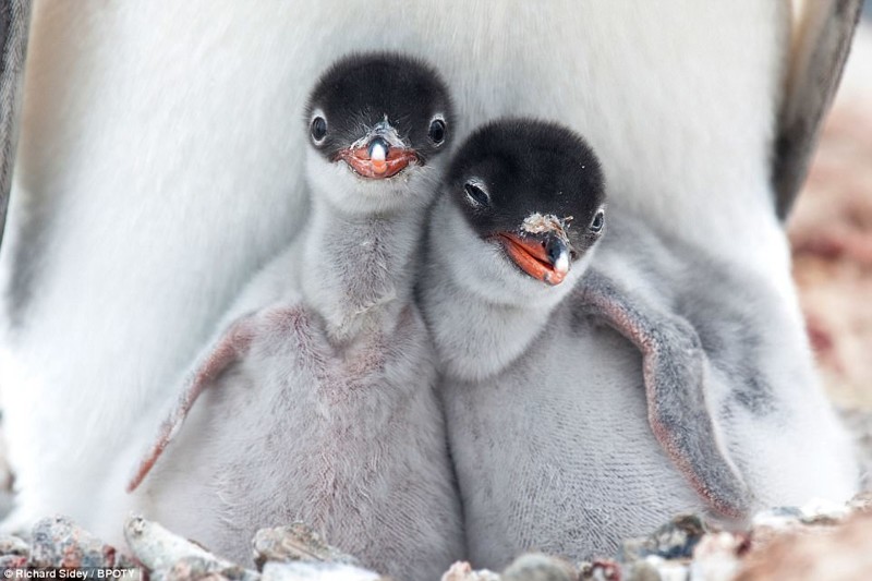 Птенцы папуанского пингвина. Снято в Антарктике, фотограф Ричард Сайди