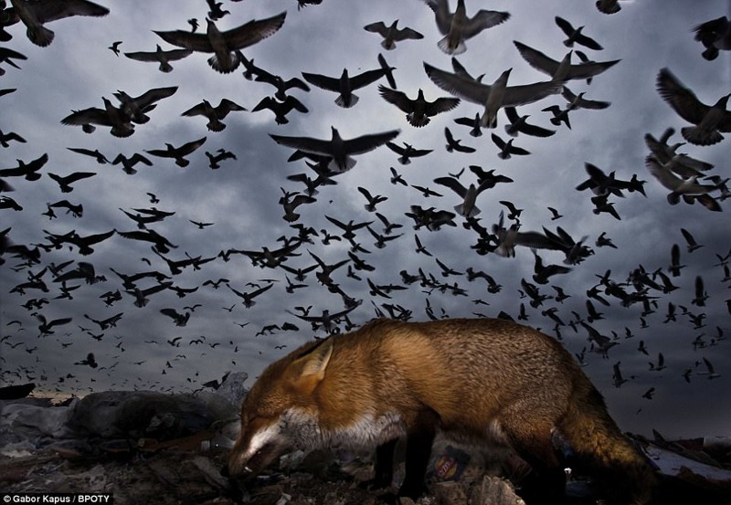 Чайки, которых загоняют на кольцевание, и неожиданный гость перед фотокамерой. Снято в Эйлсбери (Бакингемшир), фотограф Габор Капус
