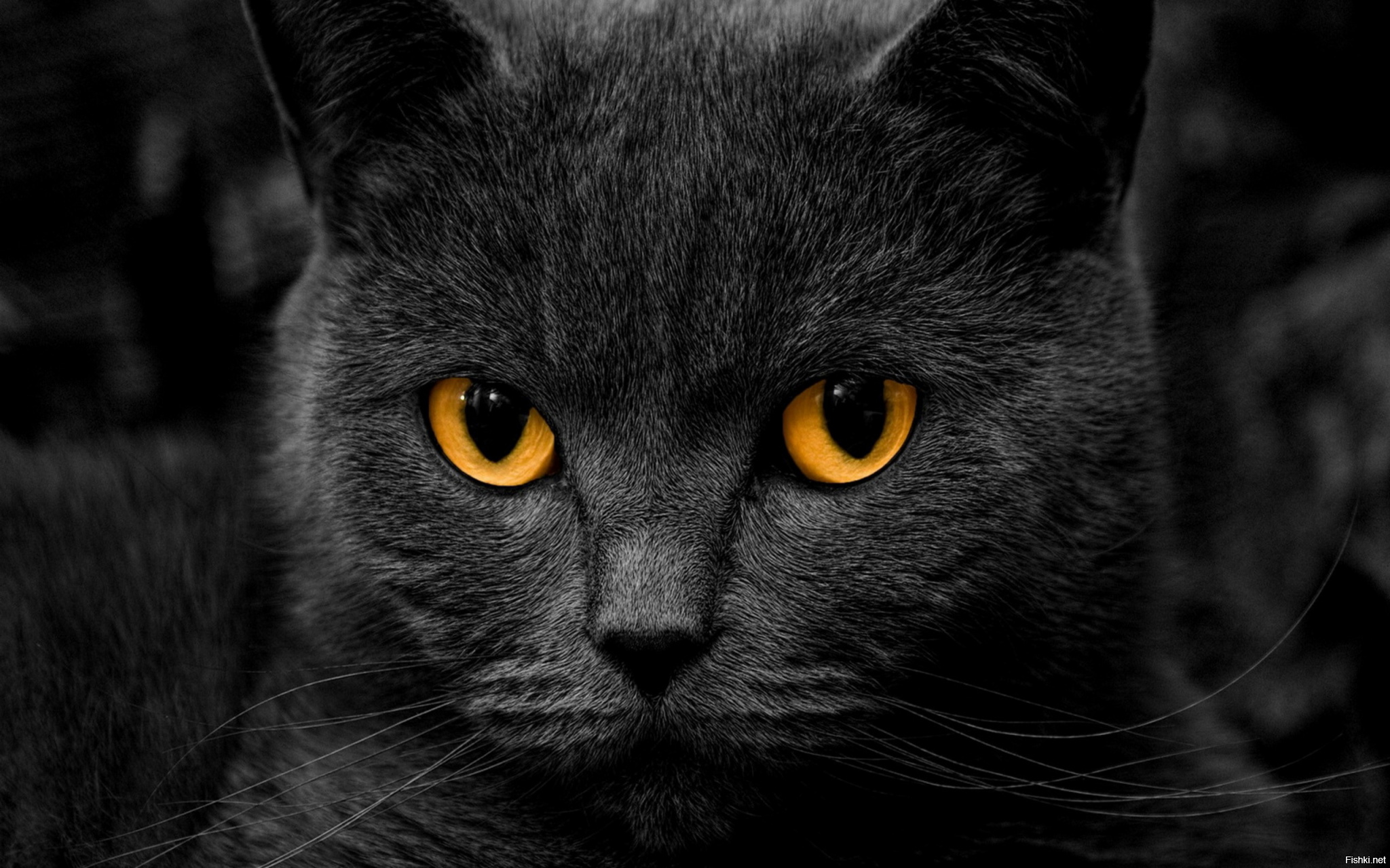 Черные кошки 10. Британская короткошёрстная кошка черная. Картезианская кошка черная. Шартрез кошка черная. Британец шартрез черный.