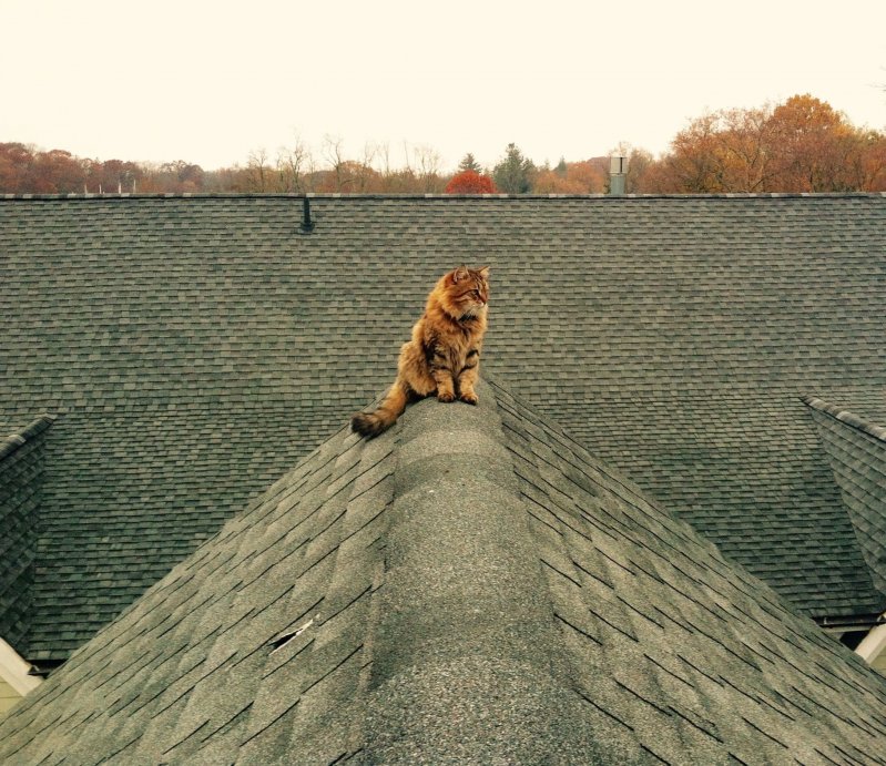 Кот на крыше 