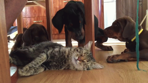 Гифки дня Гифки дня