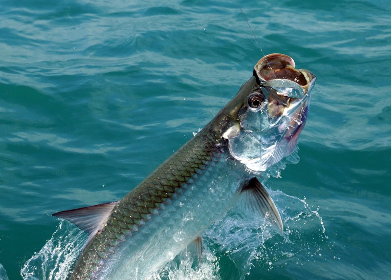 5. Кроме акул в озере Никарагуа живут такие морские обитатели, как меч-рыба и тарпон, похожий на очень крупную сельдь. 