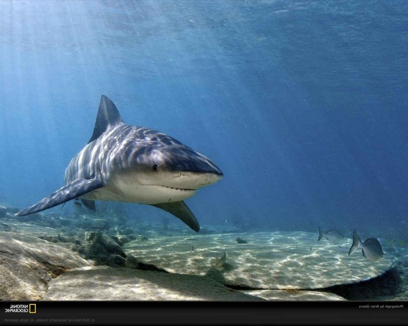 4. Никарагуа — единственное в мире пресноводное озеро, в котором водятся акулы.Эта акула имеет собственное научное название: никарагуанская акула Carcharhinus nicaraguensis.