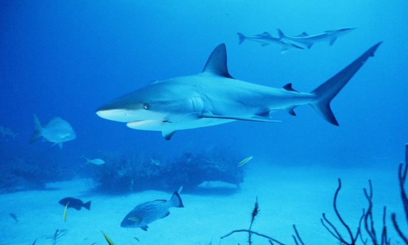 11. Никарагуанская акула может достигать длины 4 метра, средняя длина акулы – 2-2,5 метра.