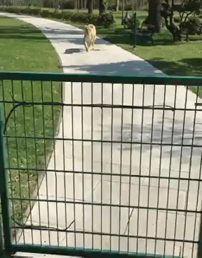 Гифки дня Гифки дня