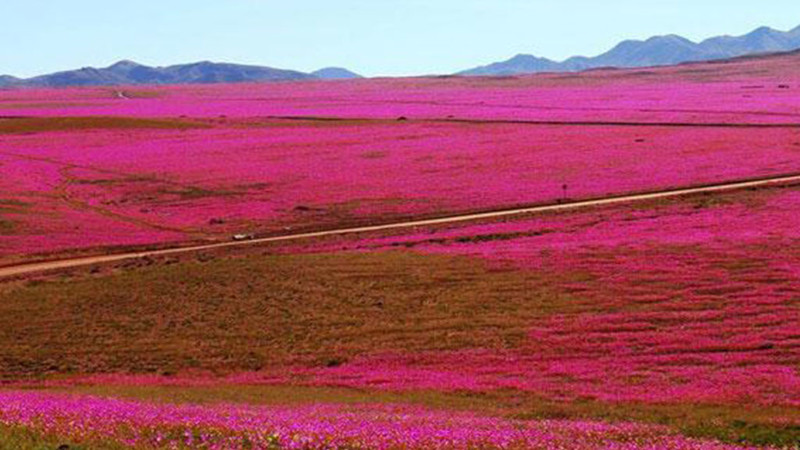 Цветение Атакамы — явление крайне редкое, случающееся раз в десятилетие, но последний раз пустыня так же расцвела всего два года назад.