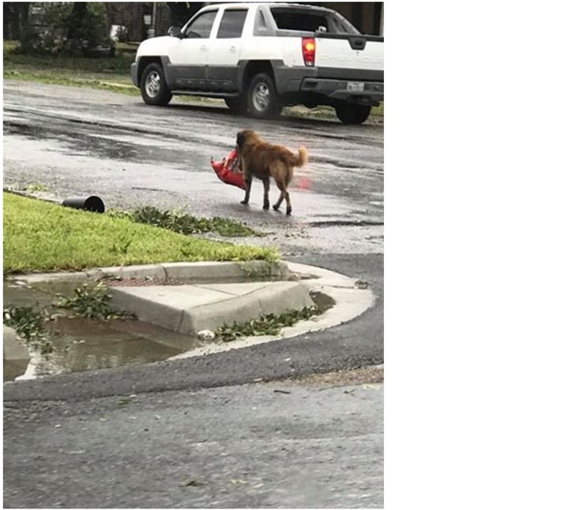В Техасе пес стал местным героем, основательно "подготовившись" к урагану