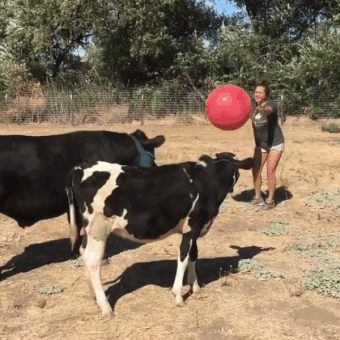 Спортивные коровы