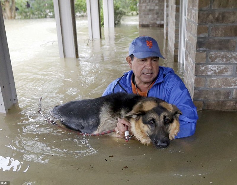 Мужчина спасает свою собаку после того, как их дом затопило