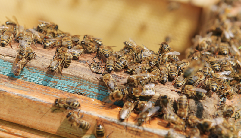 Новая атака пчёл
